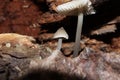 Mycena in the rainy autumn forest Royalty Free Stock Photo