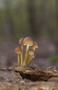 In the photo, a beautiful Mycena renati