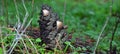 Mycena seynesii, little mushrooms on pine cone Royalty Free Stock Photo