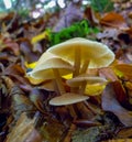 (Mycena sp.), Inedible tubular mushroom with a light brown cap in the forest in the Ivano-Frankivsk region Royalty Free Stock Photo