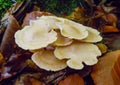 (Mycena sp.), Inedible tubular mushroom with a light brown cap in the forest in the Ivano-Frankivsk region Royalty Free Stock Photo