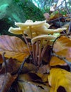 (Mycena sp.), Inedible tubular mushroom with a light brown cap in the forest in the Ivano-Frankivsk region Royalty Free Stock Photo