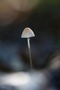 Mycena, Mycena spec Royalty Free Stock Photo