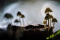 Mycena, Mycena spec Royalty Free Stock Photo