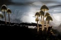 Mycena, Mycena spec Royalty Free Stock Photo