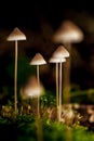 Mycena, Mycena spec Royalty Free Stock Photo