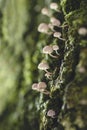 Mycena supina mushrooms growing on a tree bark