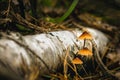 Mycena zephirus. Three small mushrooms growing from the trunk of a birch Royalty Free Stock Photo