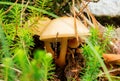 Mycetinis Scorodonius mushroom