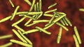 Mycobacterium leprae bacteria