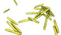 Mycobacterium leprae bacteria Royalty Free Stock Photo