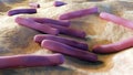 Mycobacterium tuberculosis also known as Koch\'s bacillus