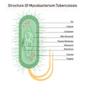 Mycobacterium tuberculosis. Bacteria, causative agent of tuberculosis Royalty Free Stock Photo