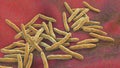 Mycobacterium ulcerans, the causative agent of Buruli ulcer, 3D illustration