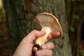 Mycologist demonstrates and talks about various forest mushrooms Royalty Free Stock Photo