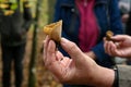 Mycologist demonstrates and talks about various forest mushrooms Royalty Free Stock Photo