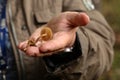 Mycologist demonstrates and talks about various forest mushrooms Royalty Free Stock Photo