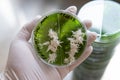 Mycology and conservation of mushroom cultures. Mycelium of the lions mane mushroom, mycelium in a Petri dish. Breeding of