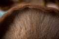 Mycology mushroom close-up Royalty Free Stock Photo