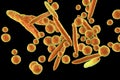 Mycoplasma bacteria, illustration