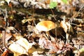 Mycorrhizal mushroom (Suillus grevillei) in Japan
