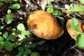 Mycorrhizal mushroom (Suillus grevillei) in Japan