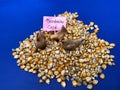 Mycotoxins on Corn, aflatoxins, animal feed, poultry industry and farming Royalty Free Stock Photo