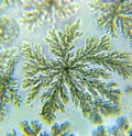 Bacillus subtilis beautiful bacterial growth under the microscope