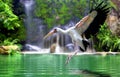 Mycteria bird flying at waterfall