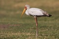 Mycteria ibis