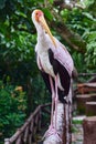 Mycteria ibis sitting on the branch in park