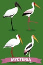 Mycteria stork genus cartoon bird