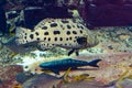 Mycteroperca rosacea leopard grouper in the large aquarium is a grouper from the Eastern Central Pacific. It grows to a size of