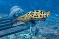 Mycteroperca rosacea leopard grouper in the large aquarium is a grouper from the Eastern Central Pacific. It grows to a size of