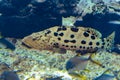 Mycteroperca rosacea leopard grouper in the large aquarium is a grouper from the Eastern Central Pacific. It grows to a size of