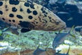 Mycteroperca rosacea leopard grouper in the large aquarium is a grouper from the Eastern Central Pacific. It grows to a size of