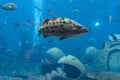 Mycteroperca rosacea leopard grouper in the large aquarium is a grouper from the Eastern Central Pacific. It grows to a size of