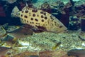 Mycteroperca rosacea leopard grouper in the large aquarium is a grouper from the Eastern Central Pacific. It grows to a size of