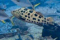 Mycteroperca rosacea leopard grouper in the large aquarium is a grouper from the Eastern Central Pacific. It grows to a size of