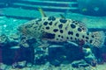 Mycteroperca rosacea leopard grouper in the large aquarium is a grouper from the Eastern Central Pacific. It grows to a size of