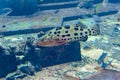 Mycteroperca rosacea leopard grouper in the large aquarium is a grouper from the Eastern Central Pacific. It grows to a size of