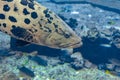 Mycteroperca rosacea leopard grouper in the large aquarium is a grouper from the Eastern Central Pacific. It grows to a size of