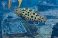 Mycteroperca rosacea leopard grouper in the large aquarium is a grouper from the Eastern Central Pacific. It grows to a size of