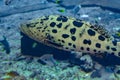 Mycteroperca rosacea leopard grouper in the large aquarium is a grouper from the Eastern Central Pacific. It grows to a size of