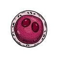 Myeloblast blood cell isolated on white background. Hand drawn scientific microbiology vector illustration in sketch style Royalty Free Stock Photo