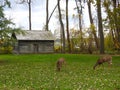 Myers Park historic North Cabin with local deer grazing