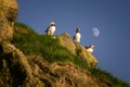 Mykines puffins