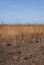 . Anti-tank mines in high vegetation. Minefield on wartime front lines. Explosive devices left in the field Royalty Free Stock Photo