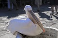 Mykonos Greece Close-up of a large Pelican bird, sitting on the edge of the sink in the middle of the square and drinking water fr Royalty Free Stock Photo