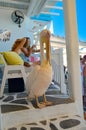 mykonos mikonos island greece pelekan bird Royalty Free Stock Photo